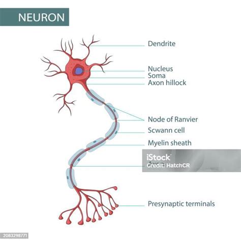 神經細胞形狀|神經細胞 ( neuron )